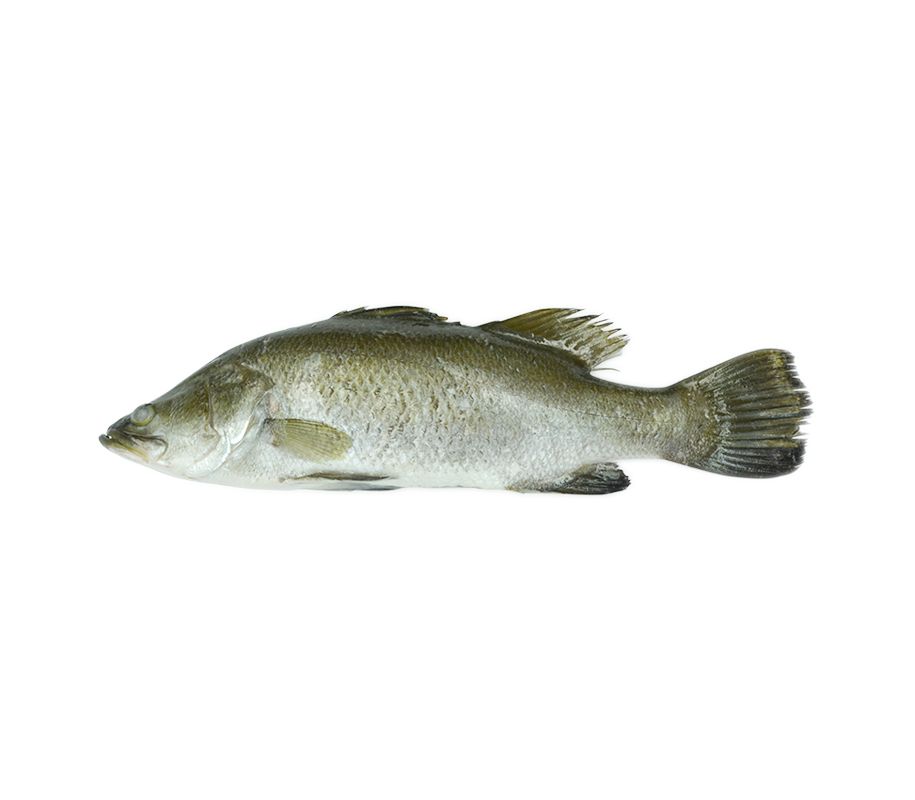 冷冻类 冷冻海产 Seabass Whole Round 金目鲈